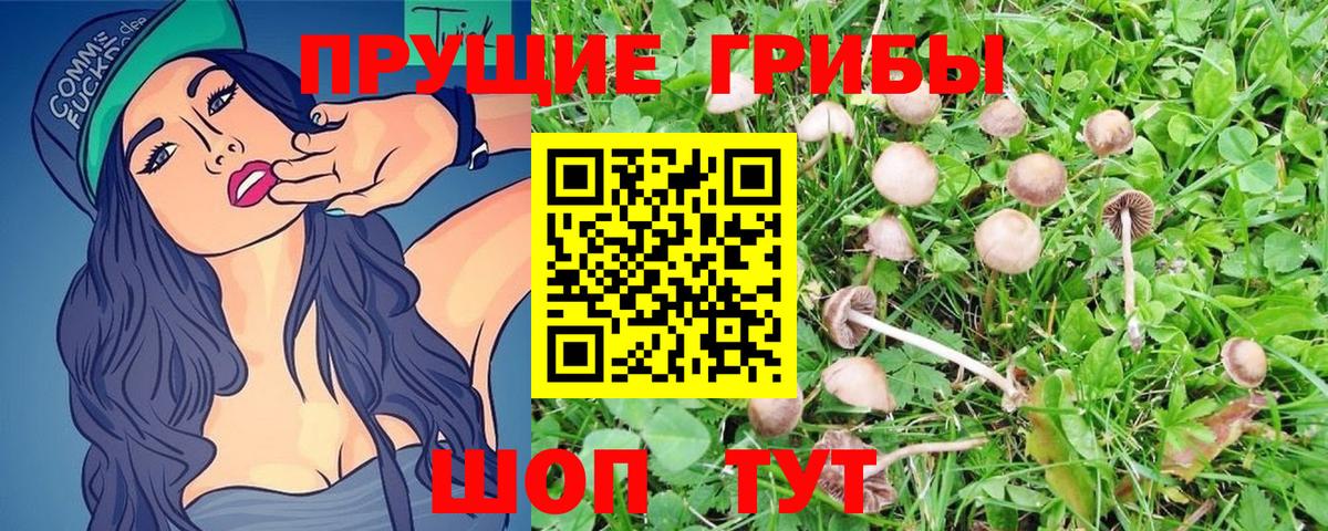 Галлюциногенные грибы Psilocybine cubensis Ижевск